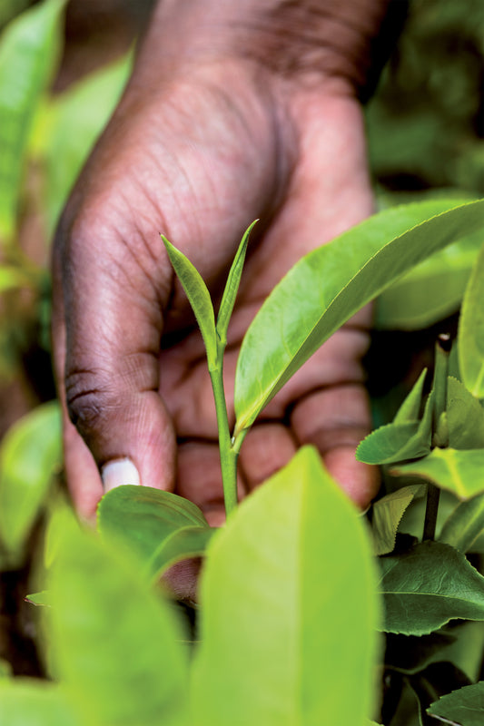 Hva er en «flush»?