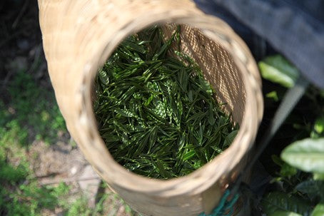 Hvilken te er sunnest?