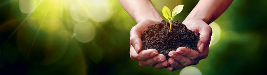 Økologisk te og SafeTea