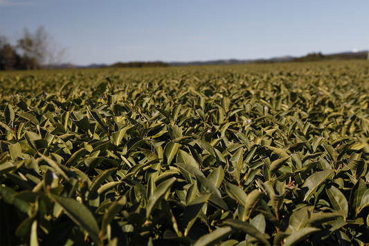Sencha, gyokuro og kabuse