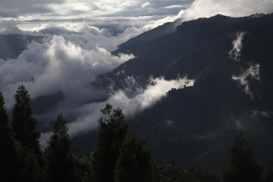 Darjeeling First Flush 2023