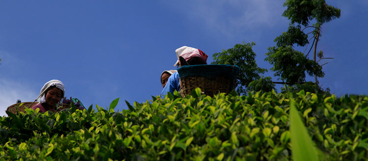 Grand Cru Nepal