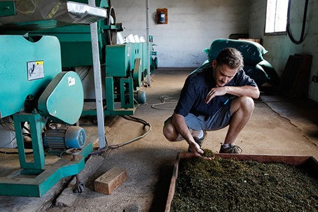 Oppdag te fra Malawi - Unik te fra Afrikas varme hjerte