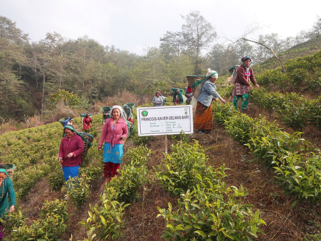 Te fra Nepal - Den nye sjampanjen