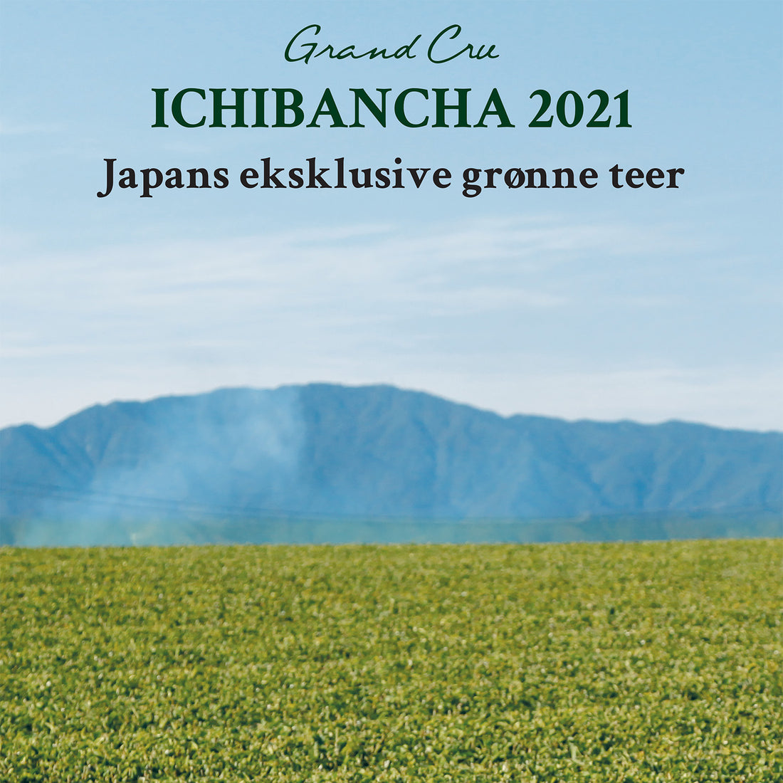 Hva gjør vårt utvalg av årets ichibancha 一番茶 så unikt?