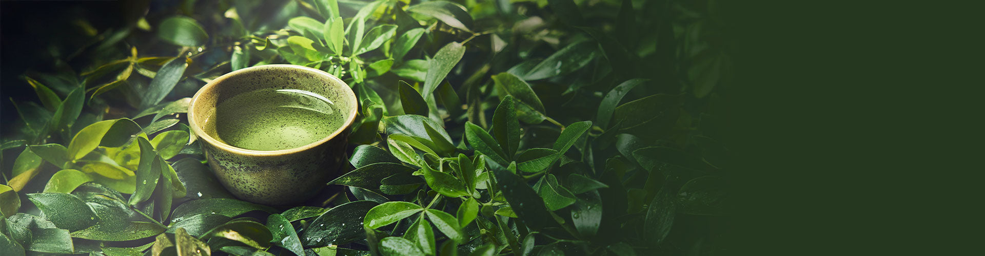 Spring Teas – Palais des Thés