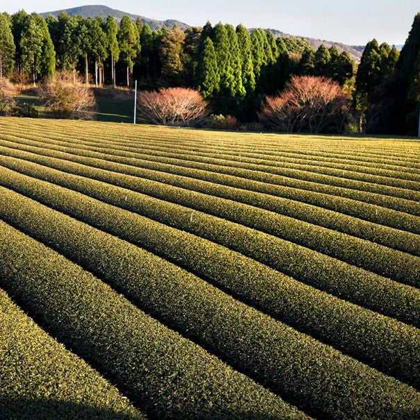 Grand Cru fra Japan - Ichibancha 一 番茶