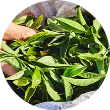 2025 Darjeeling 1.flush